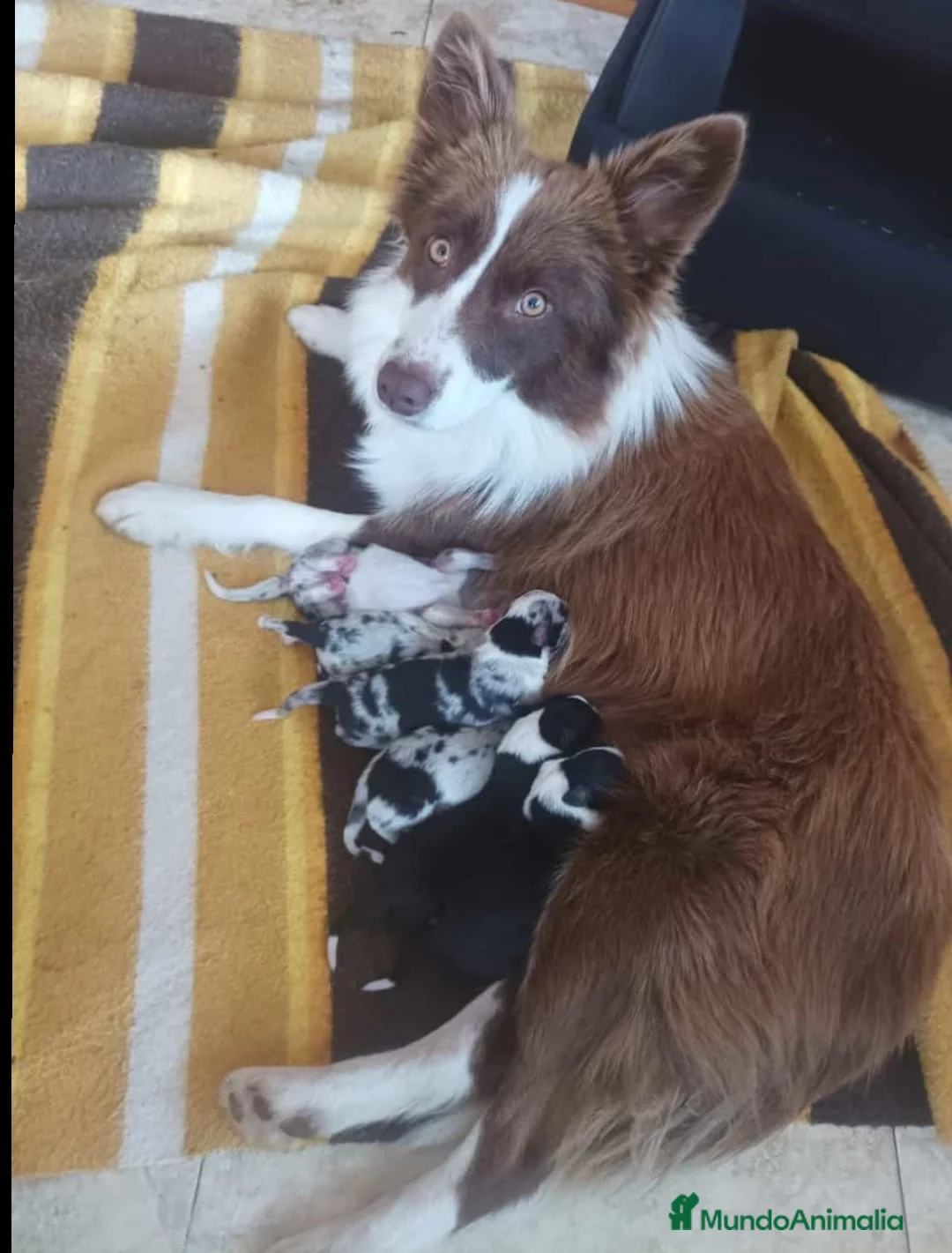 Border Collie perros en venta: Border collie  en La Rioja - Anuncio 7