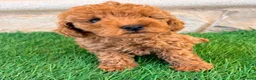 Caniche Toy perros en venta: Caniche toy roja - Anuncio 19
