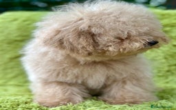 Caniche Enano perros en venta: CANICHE ENANO APRICOT MACHO - Imagen 6