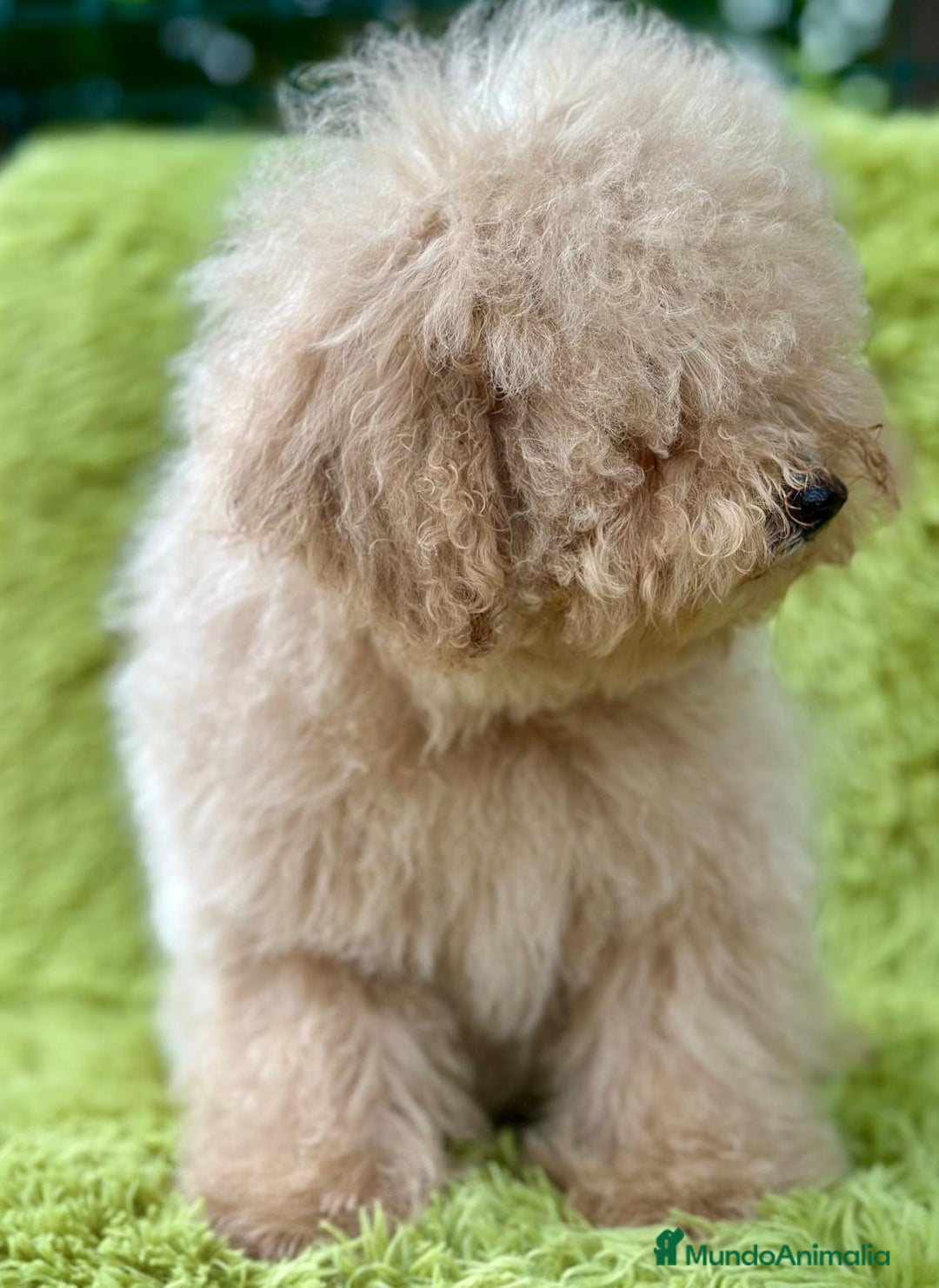 Caniche Enano perros en venta: CANICHE ENANO APRICOT MACHO - Imagen 6