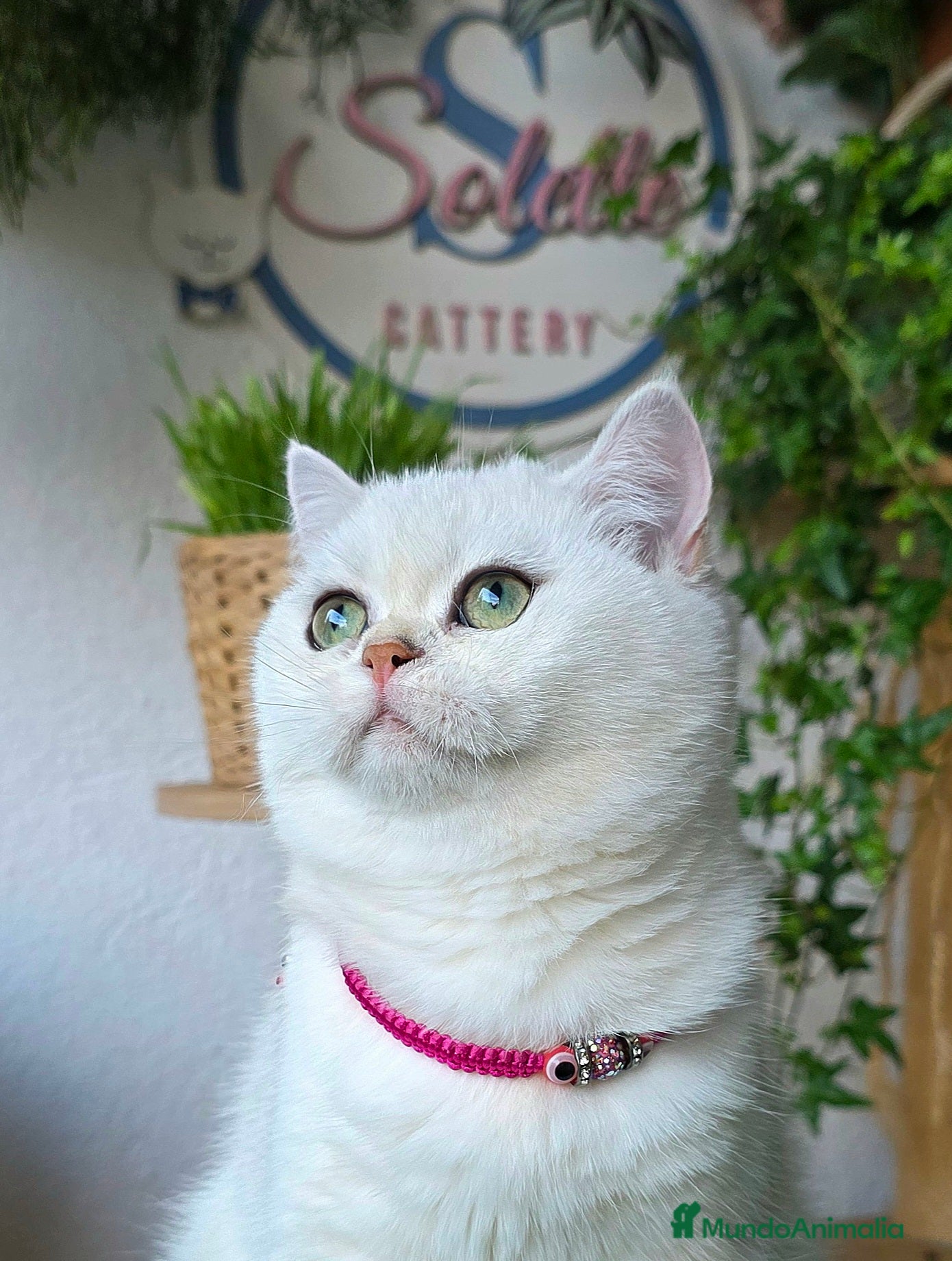 Británico de Pelo Corto gatos British  - Anuncio 14