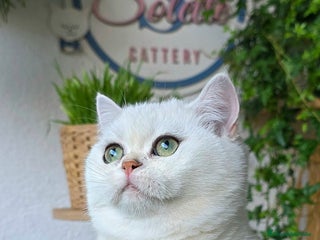 Británico de Pelo Corto gatos - Anuncio 7