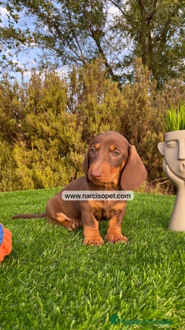 Teckel Miniatura perros - Anuncio 1