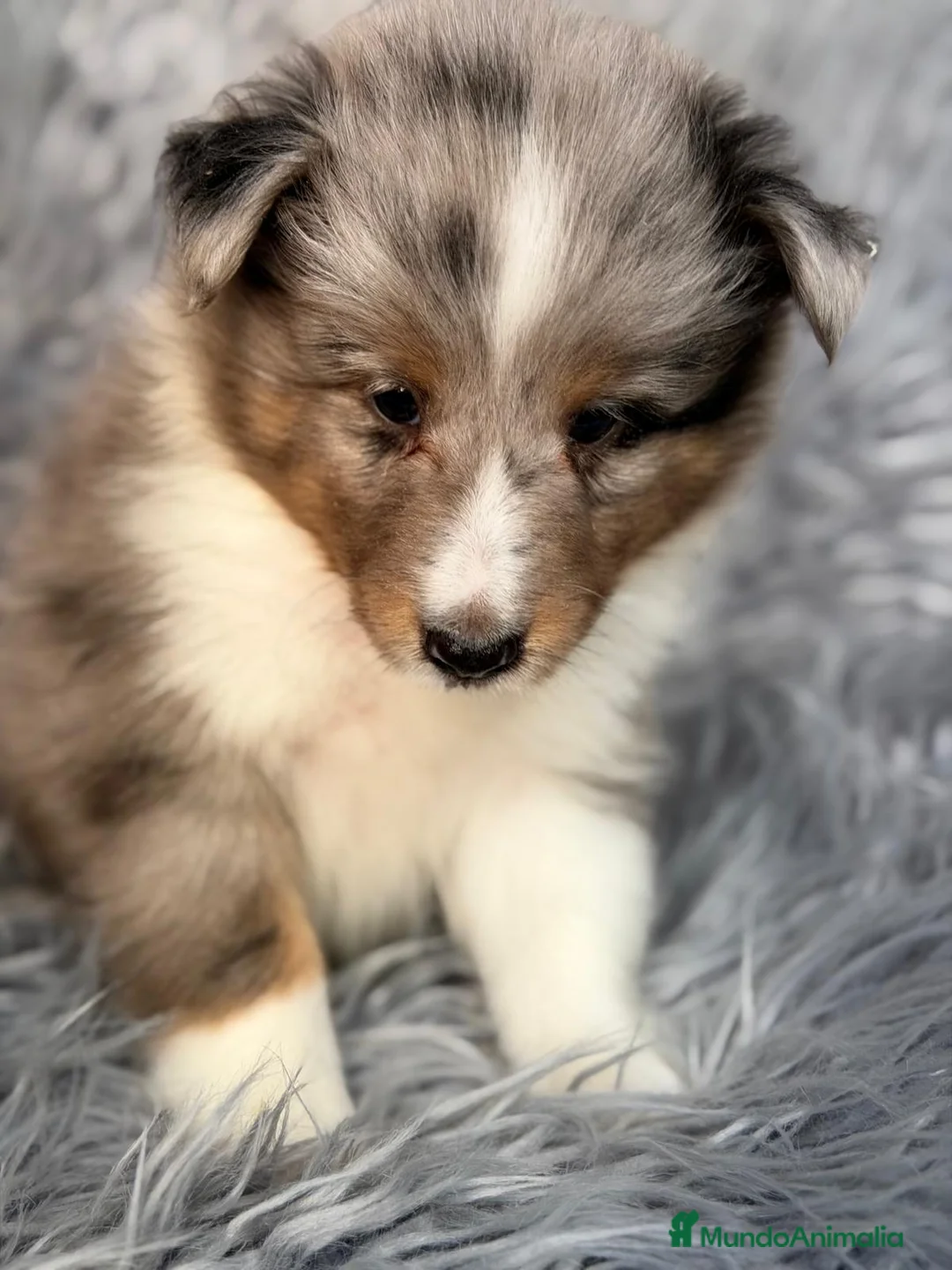 Perro Pastor de las Shetland perros en venta: SHETLAND MERLE - Anuncio 1