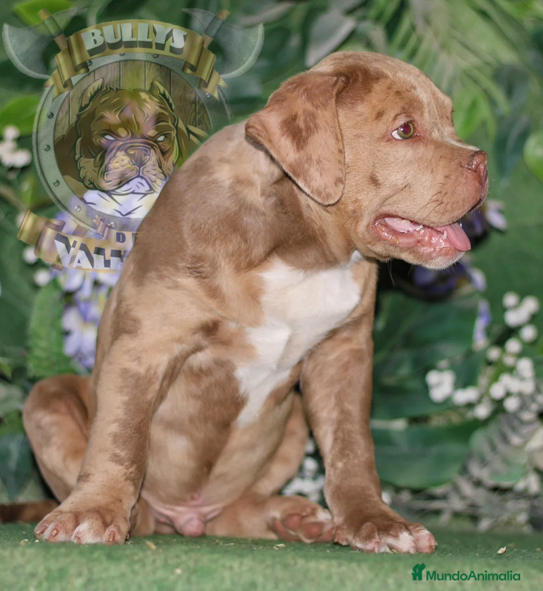 American Bully perros en venta: AMERICAN BULLY XL , CRIA PROFESIONAL,SOLO LLAMADAS en Sevilla - Anuncio 8