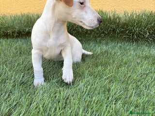 Jack Russell Terrier perros - Anuncio 2