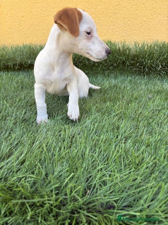 Jack Russell Terrier perros - Anuncio 1