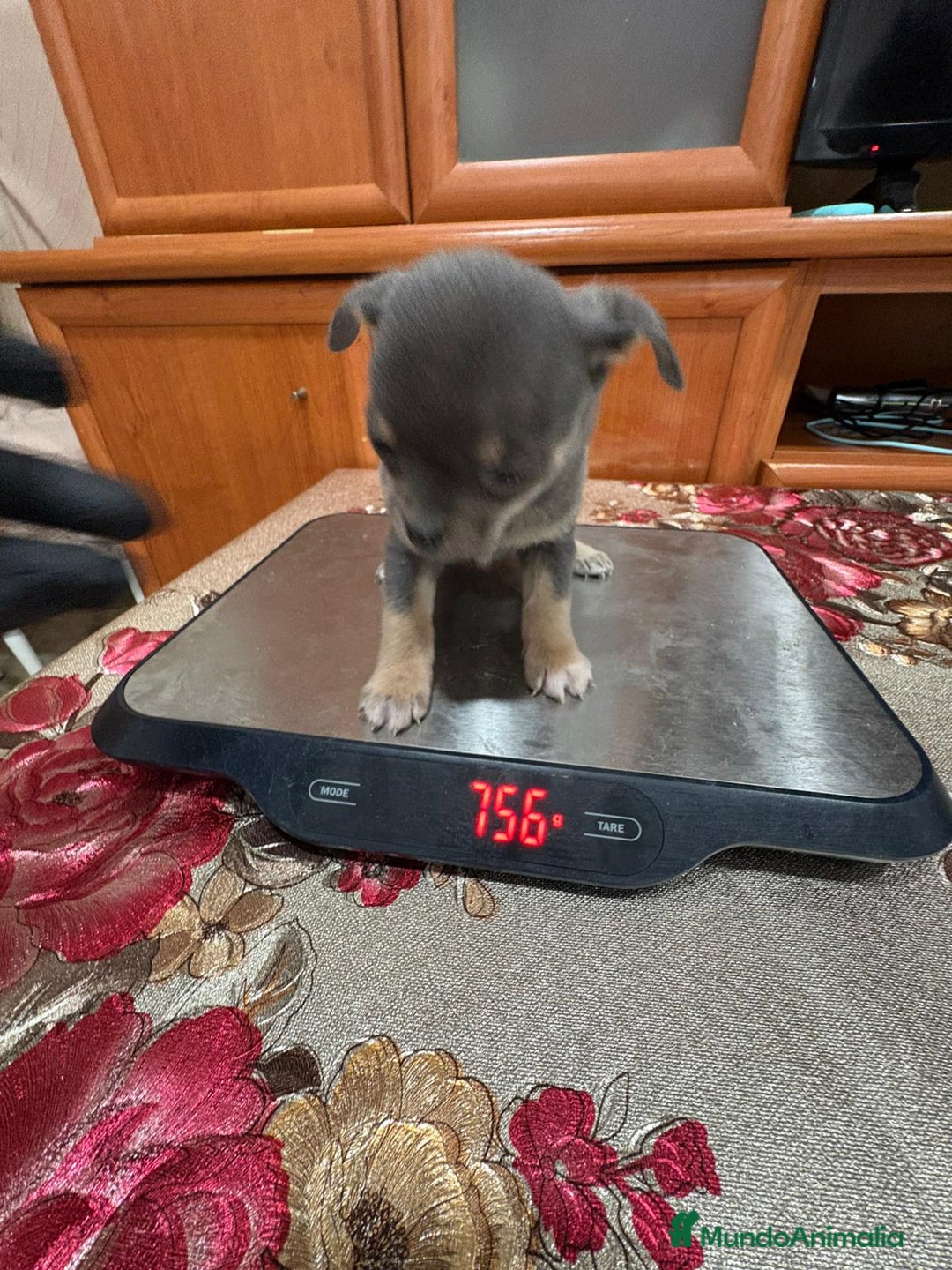 Chihuahua perros en venta: Impresionante Chihuahua blue - Anuncio 9