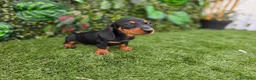 Teckel Miniatura perros en venta: TECKEL MINIATURA & KANNINCHEN - Anuncio 4