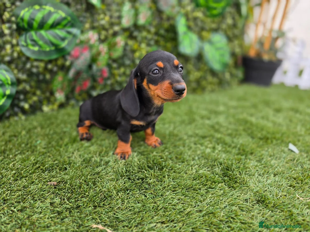 Teckel Miniatura perros en venta: TECKEL MINIATURA & KANNINCHEN - Anuncio 4