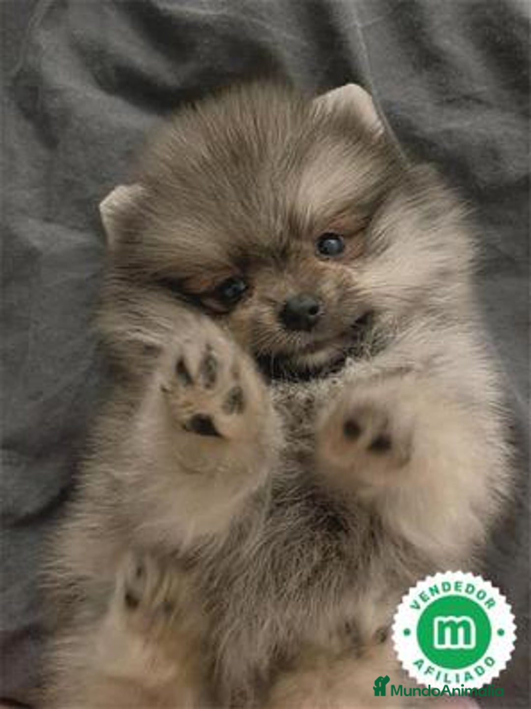Pomerania perros en venta: Pomeranias Toy color sable muy pequeños  - Imagen 1