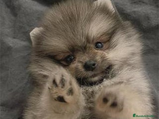 Pomerania perros - Anuncio 40