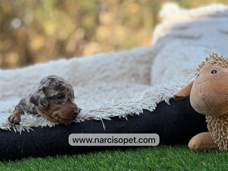 Teckel Miniatura perros - Anuncio 12