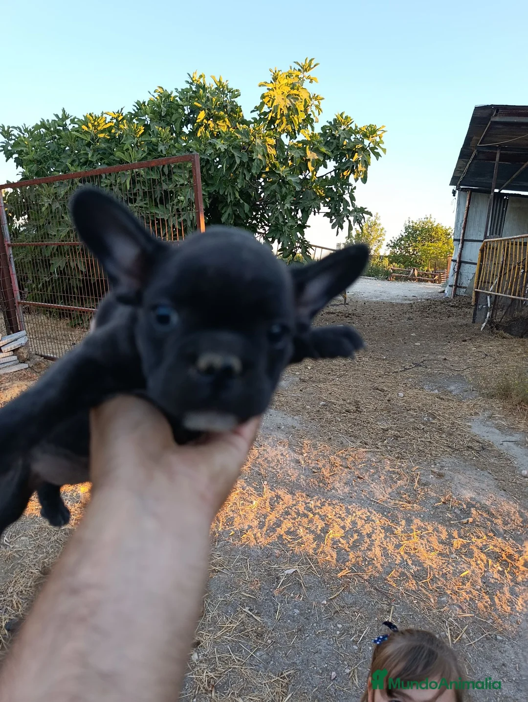 Bulldog Francés perros en venta: Preciosos bulldog francés  - Anuncio 2