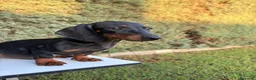 Teckel Miniatura perros en venta: Teckel Miniatura isabela - Anuncio 4