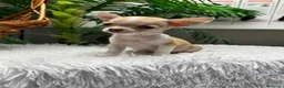 Chihuahua perros en venta: CHIHUAHUA HEMBRA - Anuncio 12