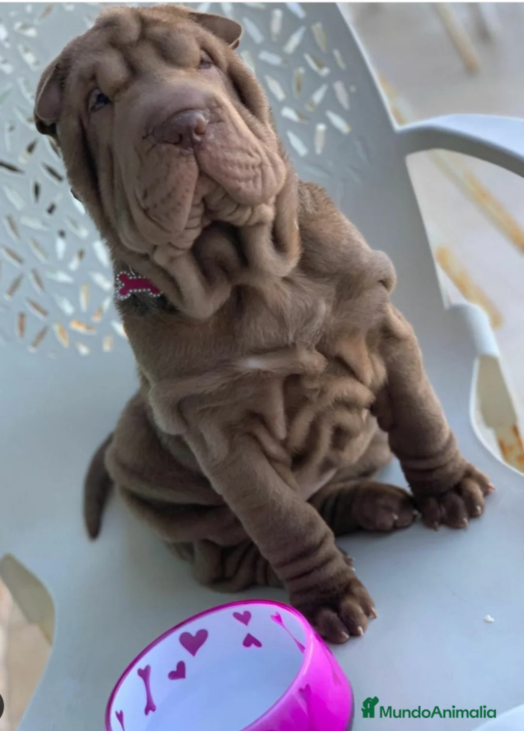 Imagen de galería {{count}}