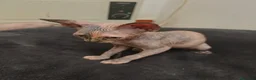 Sphynx gatos en venta: Preciosa hembrita sphynx  - Anuncio 6
