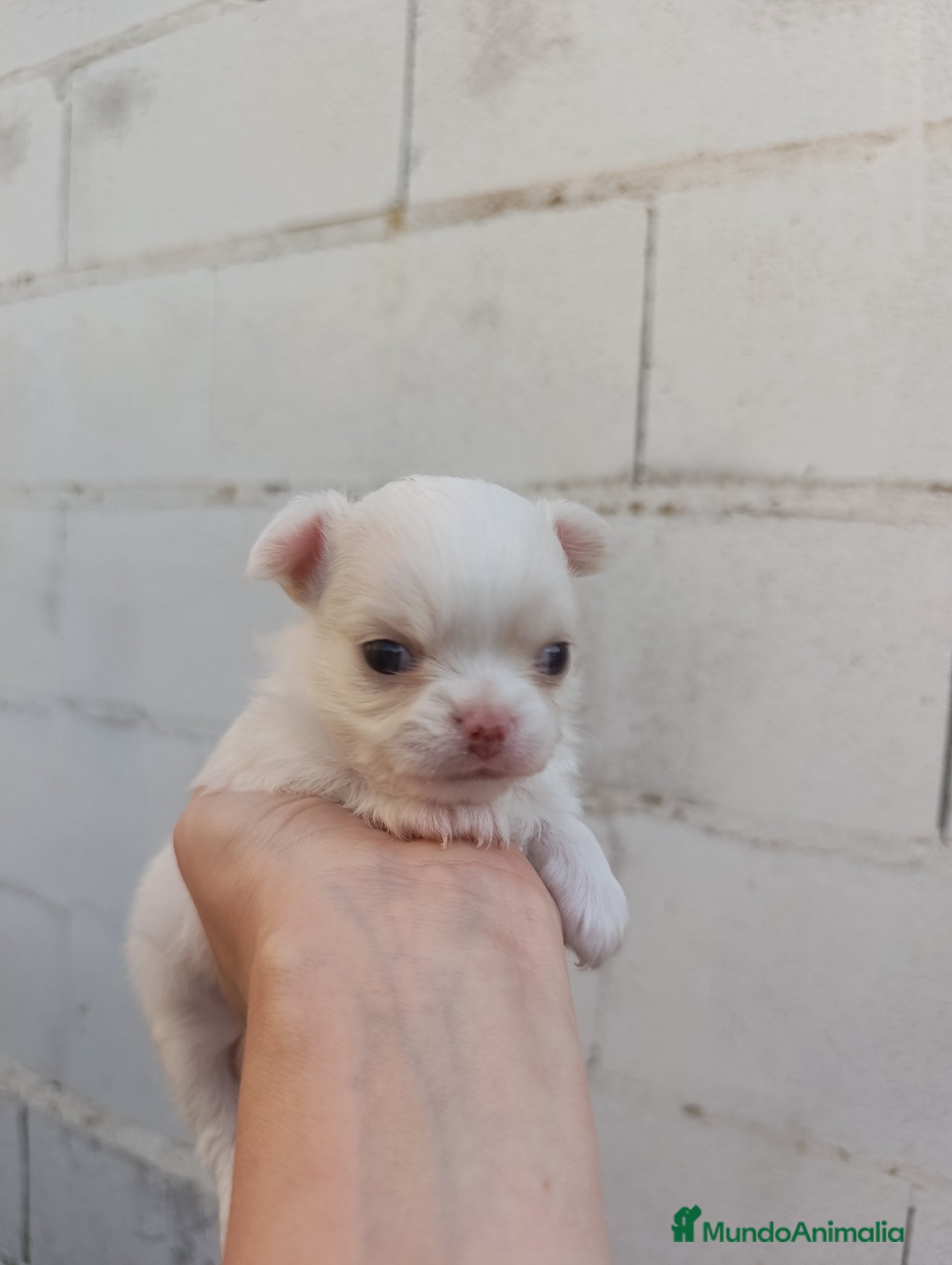 Chihuahua perros en venta: Chihuahuas - Anuncio 1