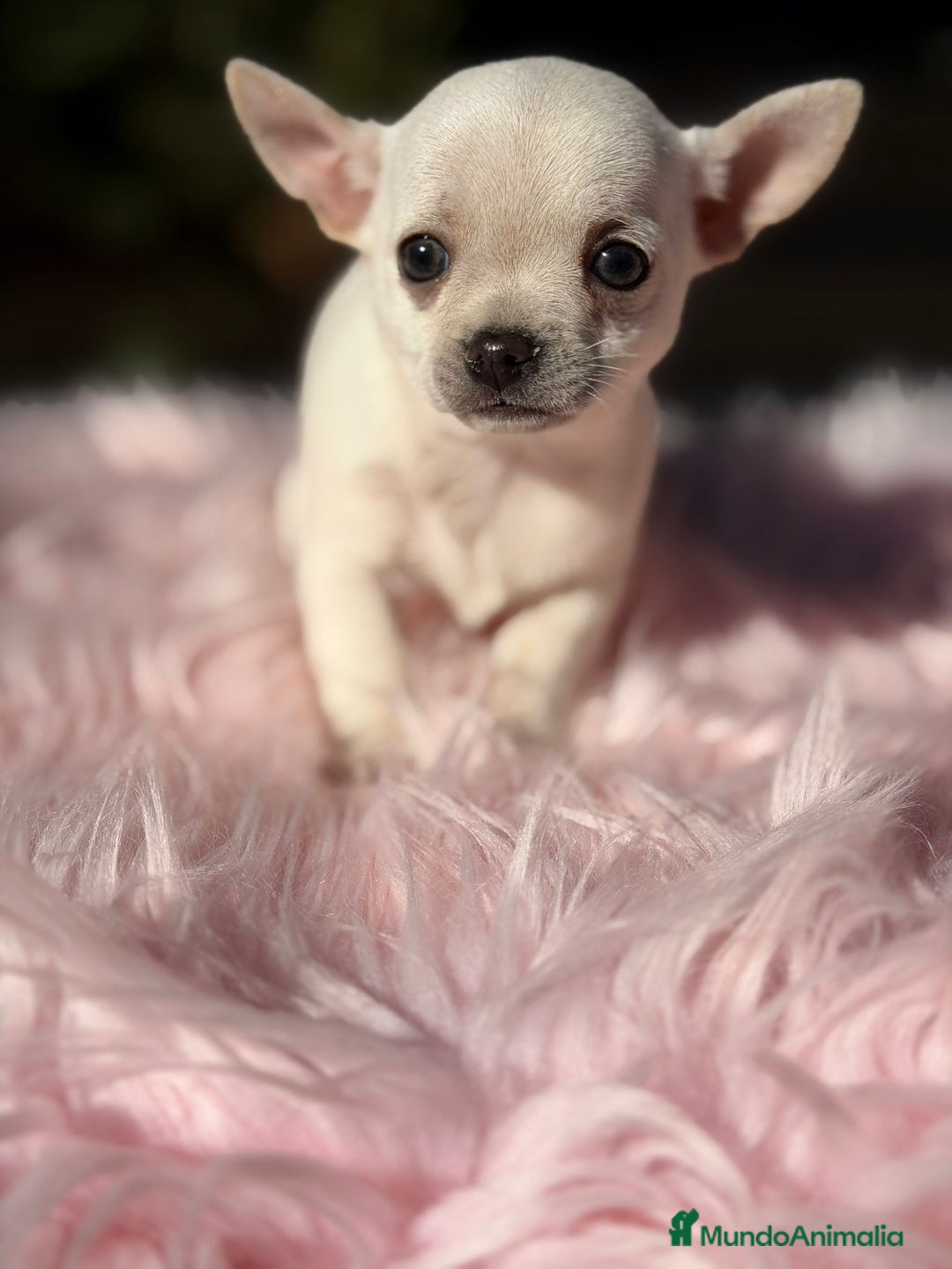 Chihuahua perros en venta: Chihuahua Blanca - Anuncio 5