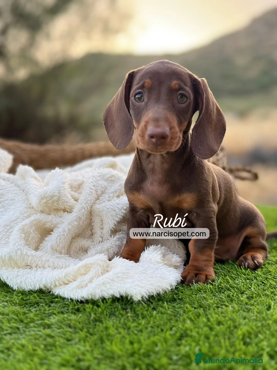 Teckel Miniatura perros en venta: TECKEL HEMBRA - Anuncio 1