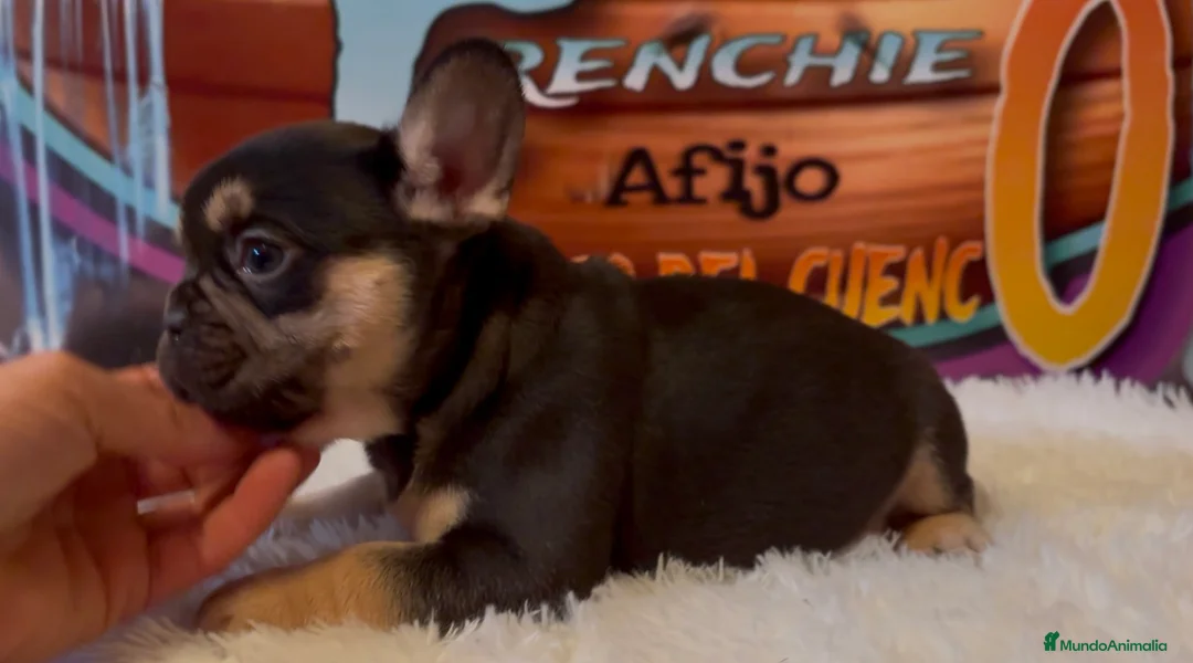 Bulldog Francés perros en venta: Bulldog francés Madrid  en Madrid - Anuncio 2