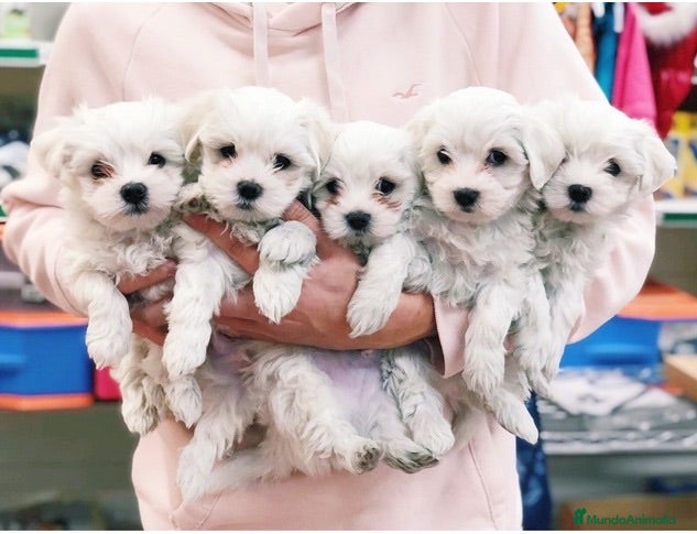Bichón Maltés perros Cachorros Bichón Maltés 700€¡PRECIO REAL! VALENCIA - Anuncio 2