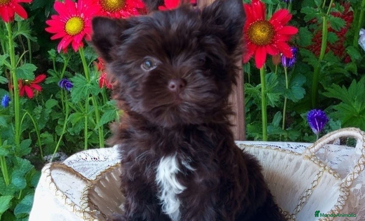 Yorkshire Terrier perros Cachorros  Yorkshire  - Anuncio 2