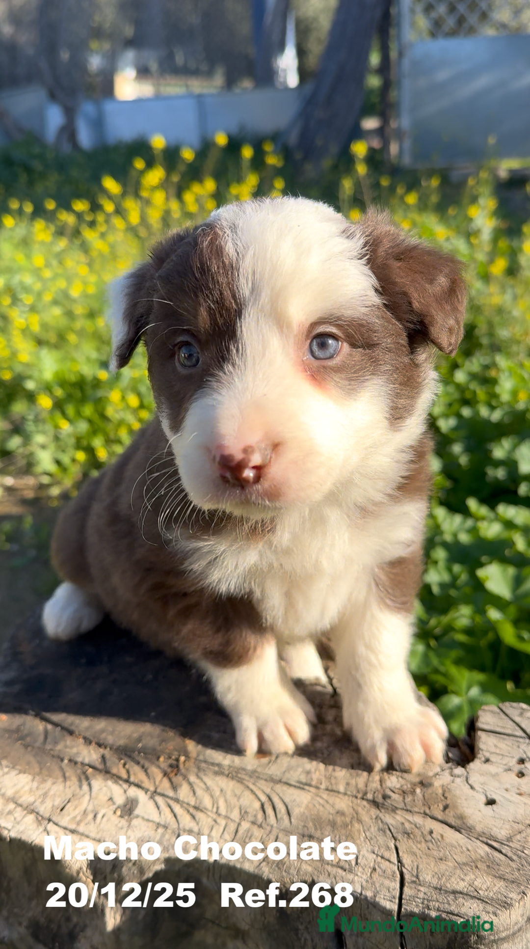 Border Collie perros en venta: BORDER COLLIE DE VILLA BIZNAGA - Anuncio 15