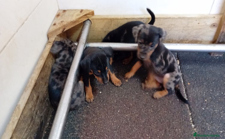Pinscher Miniatura perros - Propaganda 1