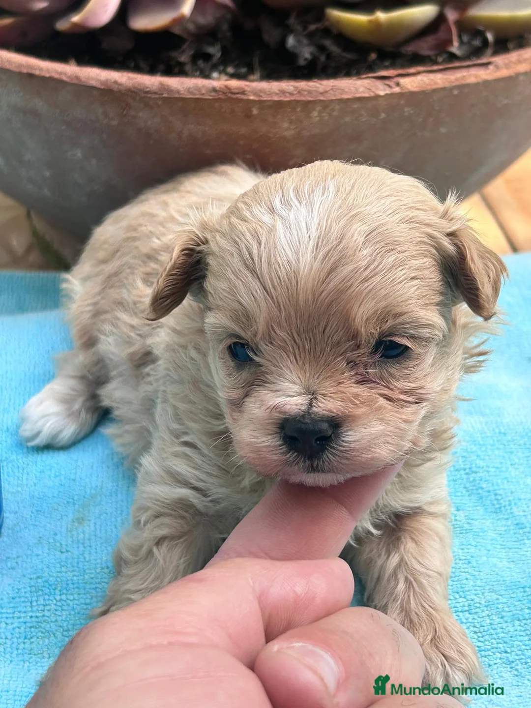 Maltipoo perros en venta: Camada cachorros raza Maltipoo en Granada - Anuncio 4