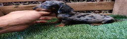 Teckel Miniatura perros en venta: Teckel kaninchen  - Anuncio 2