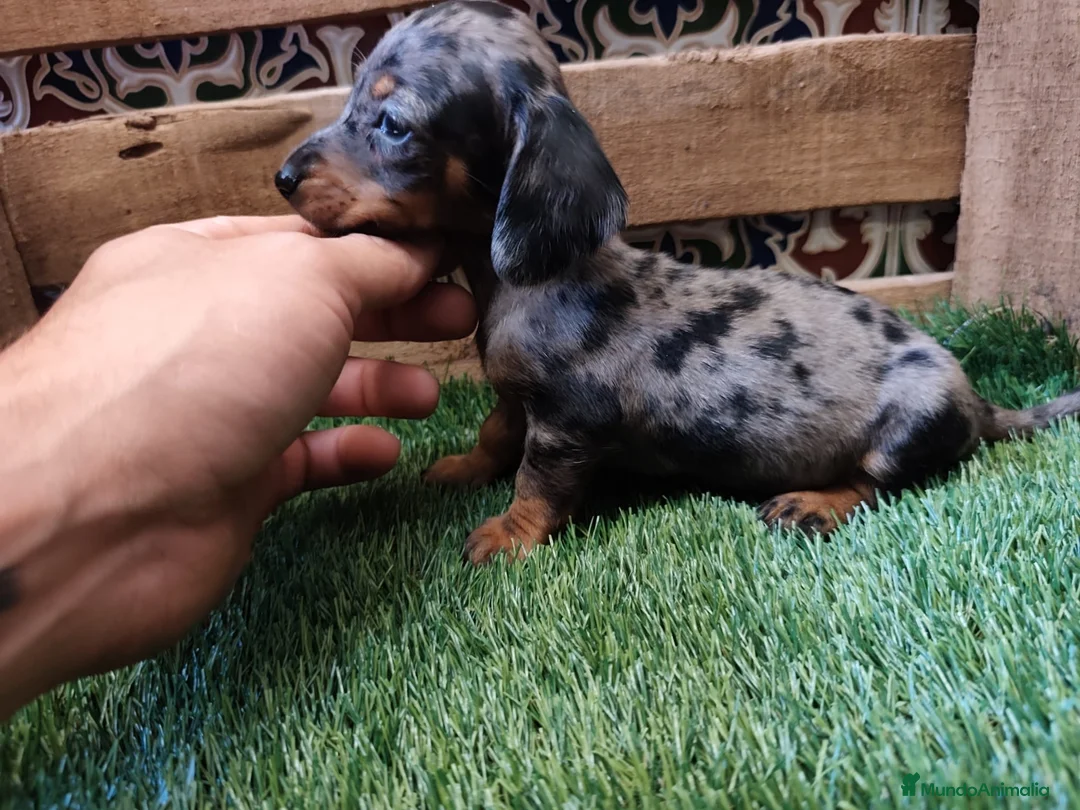 Teckel Miniatura perros en venta: Teckel kaninchen  - Anuncio 2