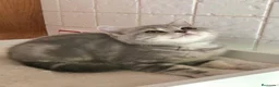 Británico de Pelo Corto gatos en venta: Gata british tabby azul - Anuncio 4