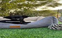 Chihuahua perros en venta: CHIHUAHUA PELO LARGO MACHITO - Imagen 1