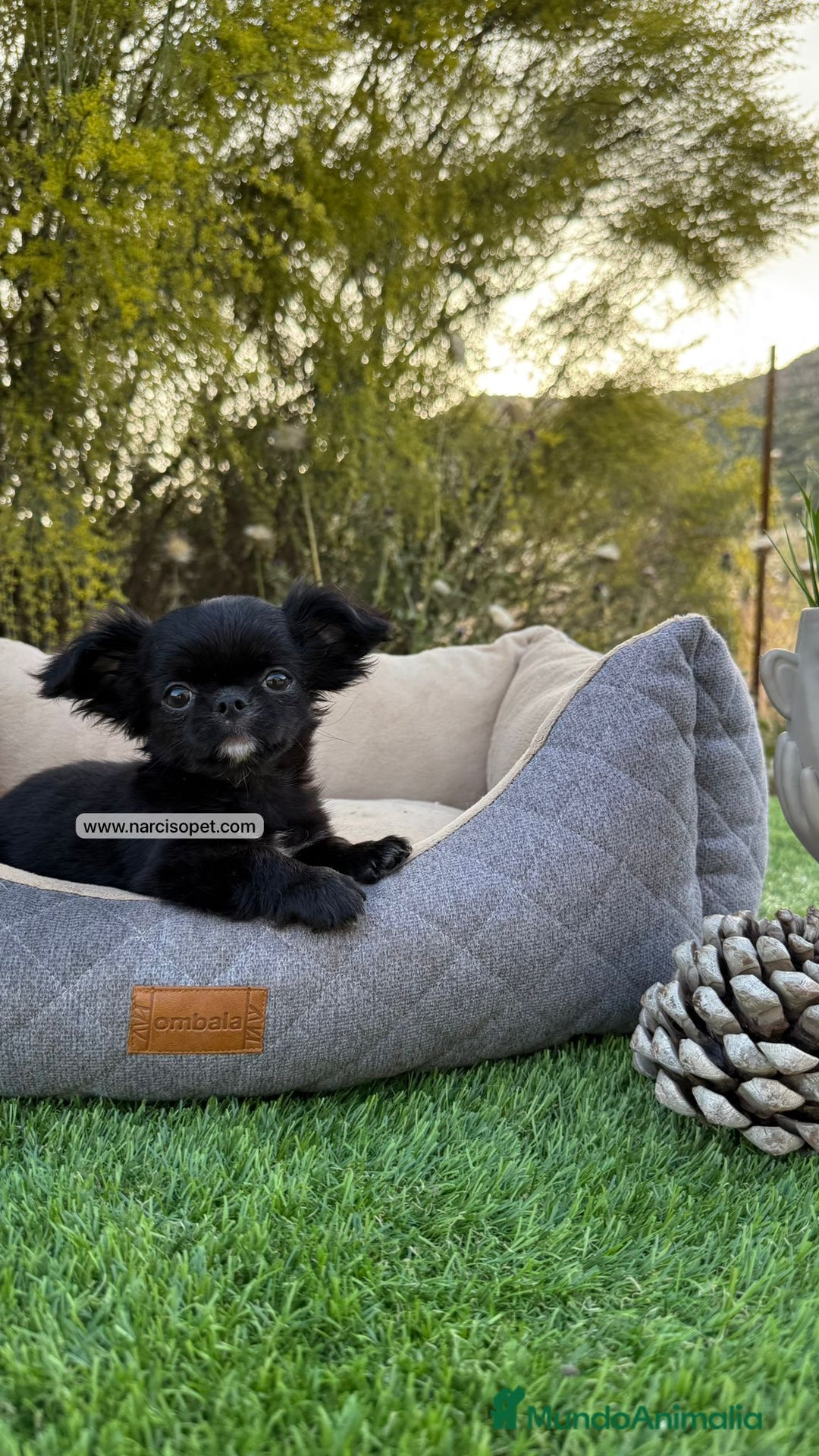 Chihuahua perros en venta: CHIHUAHUA PELO LARGO MACHITO - Imagen 1