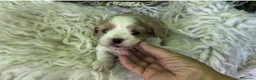 Raza Mixta perros en venta: Maltalier  - Anuncio 2