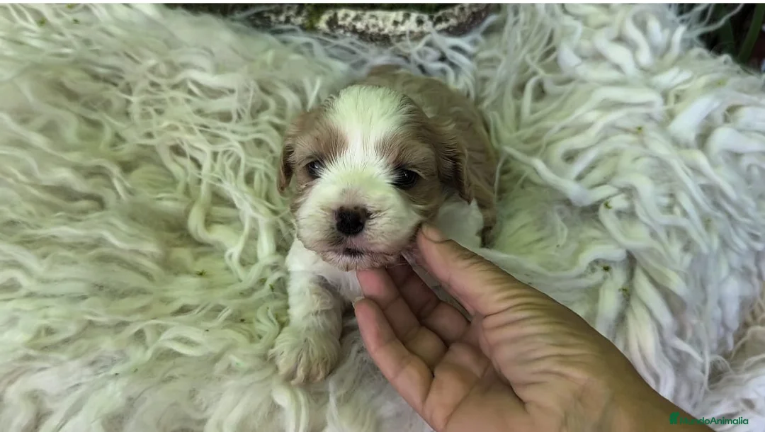 Raza Mixta perros en venta: Maltalier  - Anuncio 2