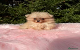 Pomerania perros en venta: Pomerania hembra  - Anuncio 5