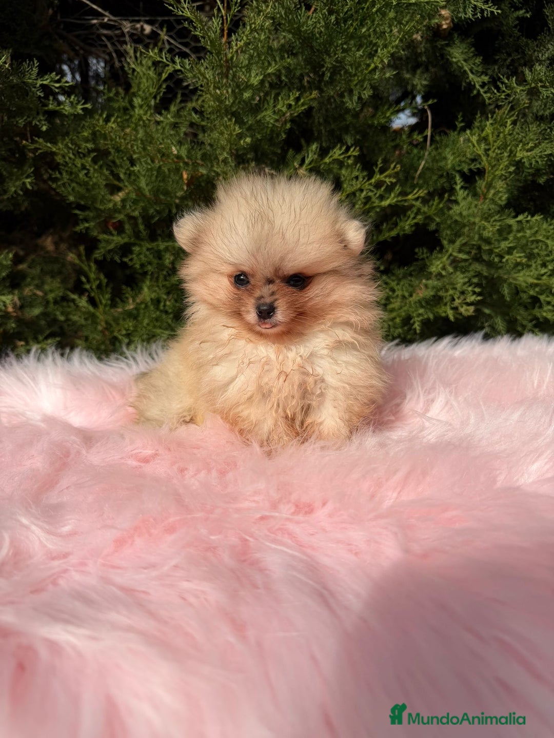 Pomerania perros en venta: Pomerania hembra  - Anuncio 5