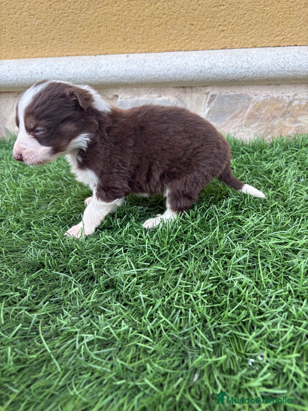 Border Collie perros en venta: Border Collie hembra chocolate  - Anuncio 3
