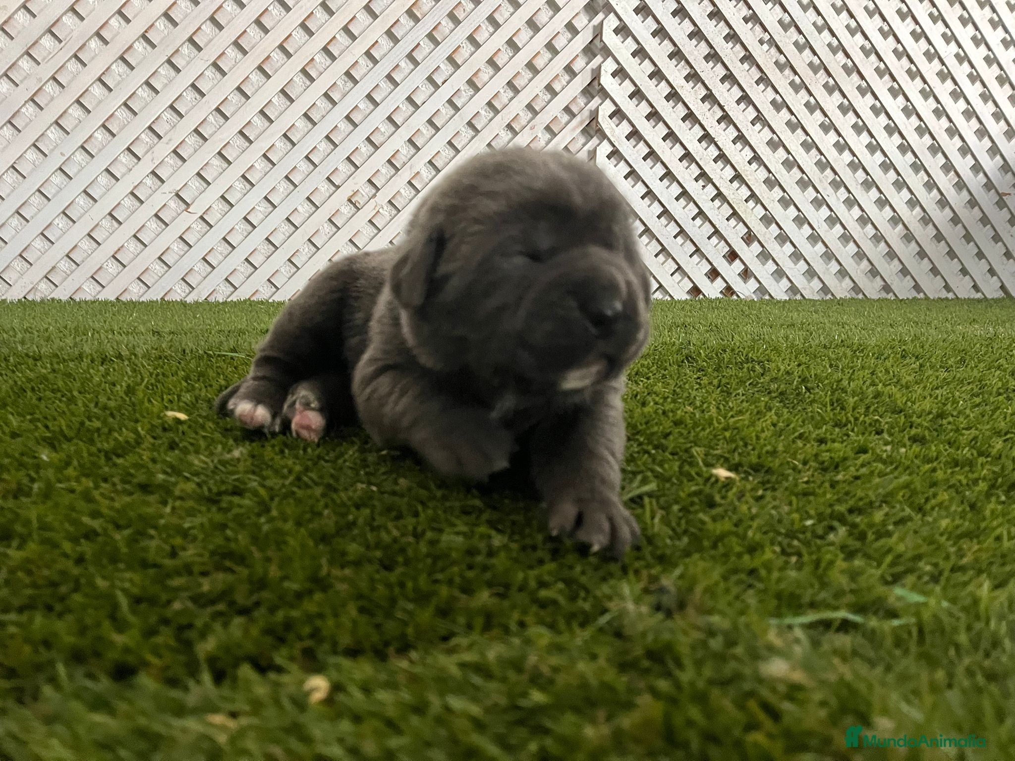 Cane Corso perros CAMADA DE CANE CORSO - Anuncio 1
