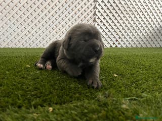 Cane Corso perros CAMADA DE CANE CORSO - Anuncio 1