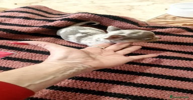 Chihuahua perros Chihuahua toy exóticos  - Anuncio 3