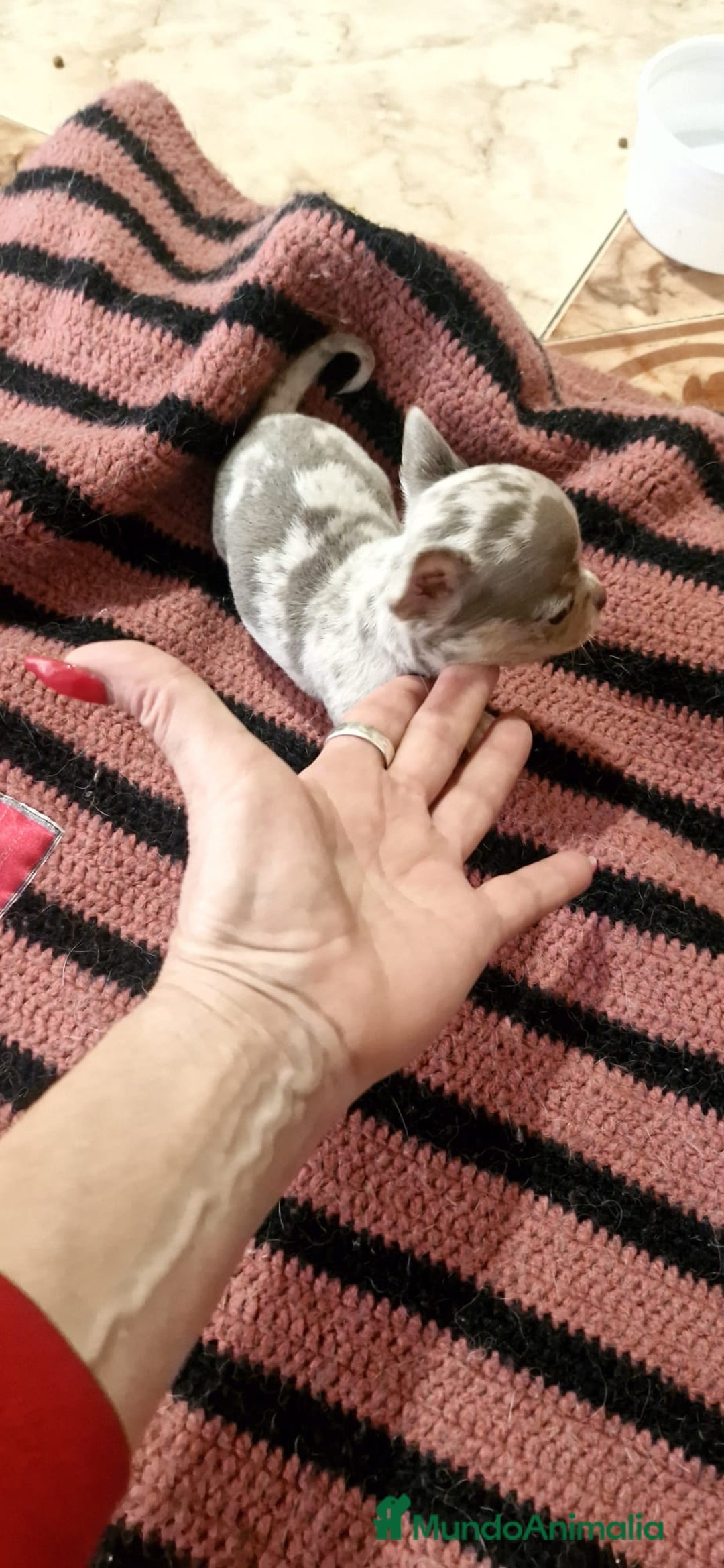 Chihuahua perros en venta: Chihuahua toy exóticos  - Anuncio 3