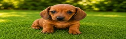 Teckel perros en venta: TECKEL KANINCHEN  - Anuncio 9