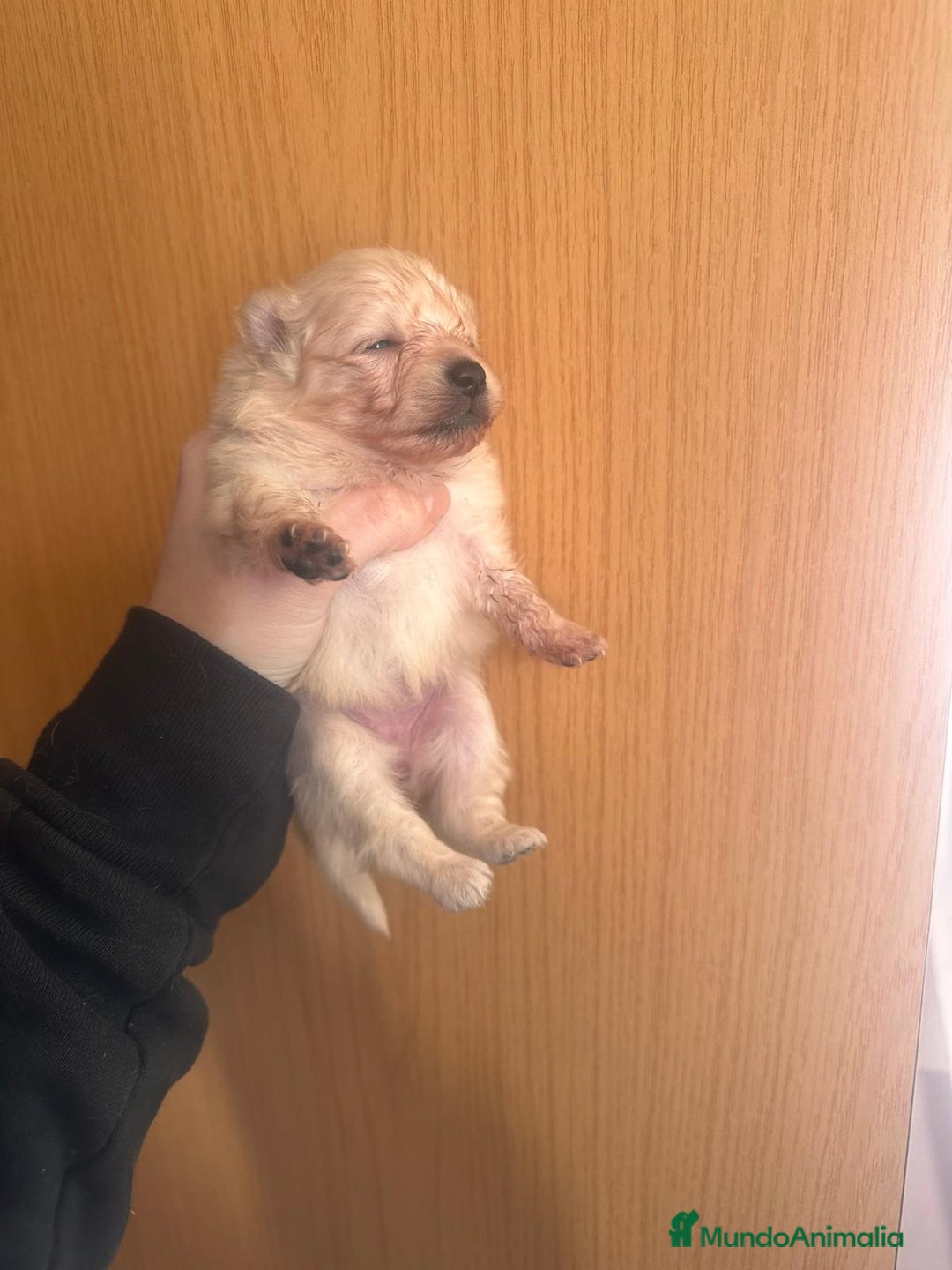 Pomerania perros en venta: Pomerania hembra toy - Anuncio 1