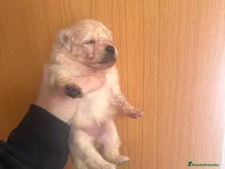 Pomerania perros Pomerania hembra toy - Anuncio 10