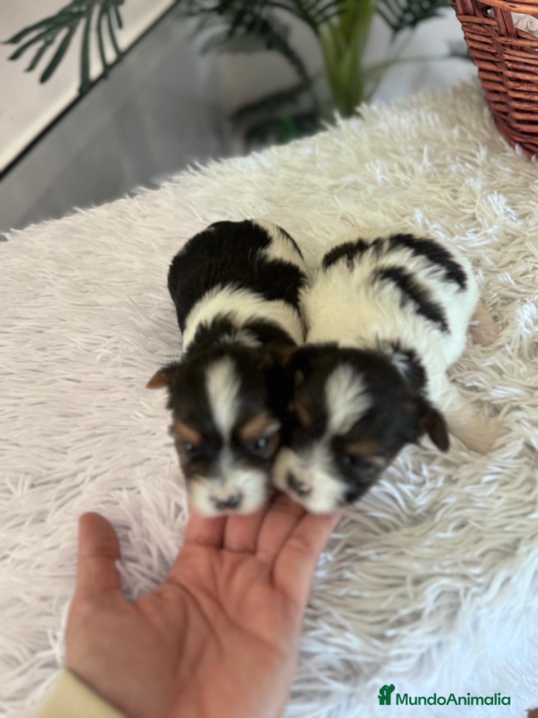 Yorkshire Terrier perros en venta: YORKSHIRE BIEWER - Anuncio 16