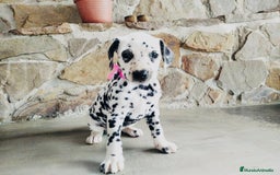 Dálmata perros en venta: Dalmata  - Imagen 2